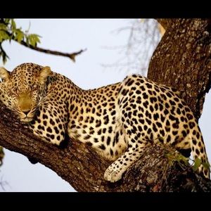 Meet your Posher, Getald